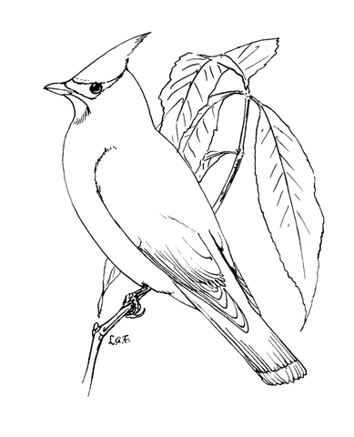 Perched Cedar Waxwing Coloring Page